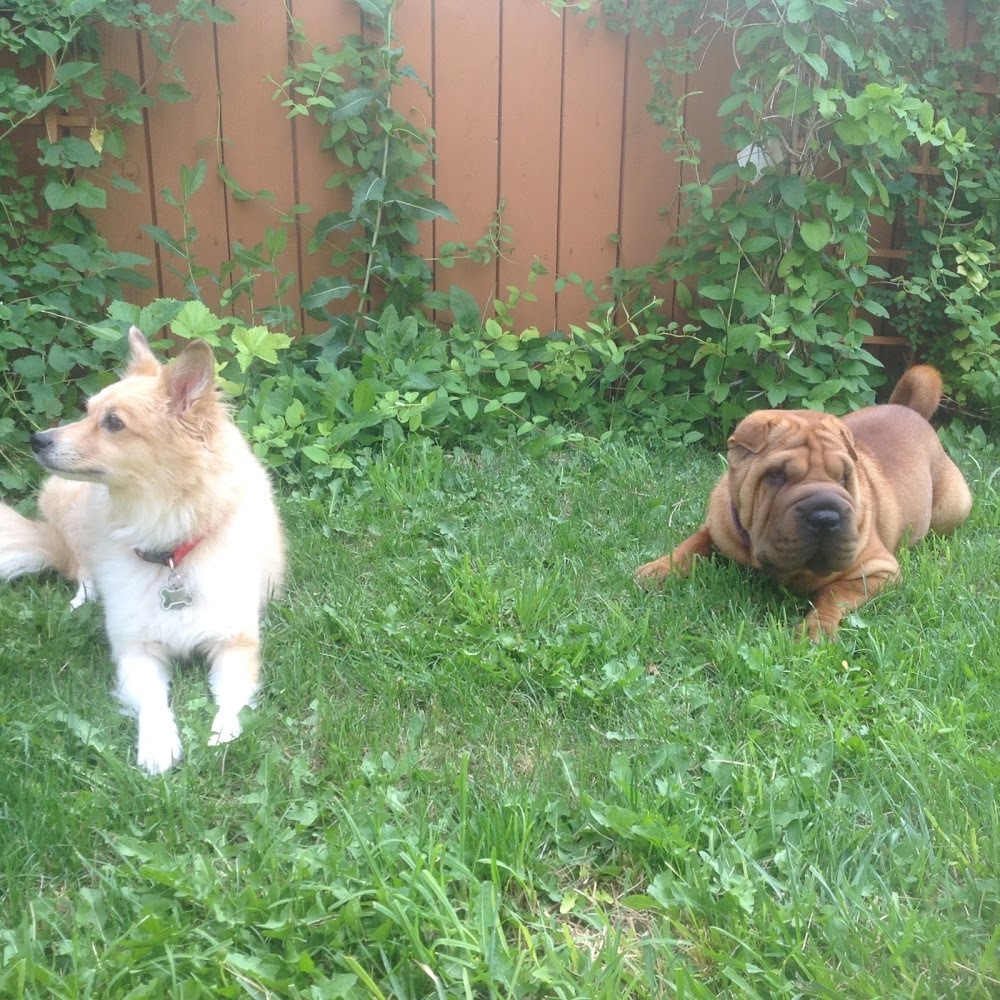 Meet your Posher, Elsa